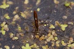 Limnoporus dissortis