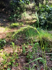 Elymus californicus