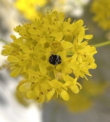 Anthrenus pimpinellae