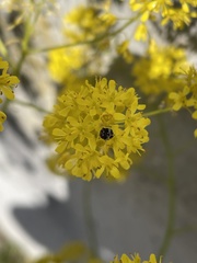 Anthrenus pimpinellae