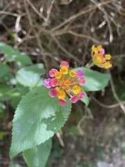 Lantana camara