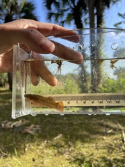 Fundulus confluentus