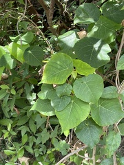 Macaranga tanarius