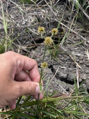 Rhynchospora holoschoenoides