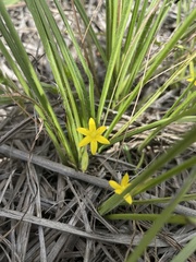 Hypoxis decumbens