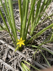 Hypoxis decumbens