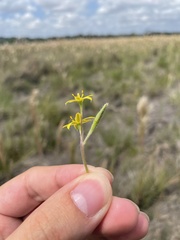 Hypoxis decumbens