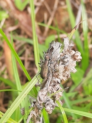 Cylindera
