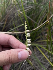 Spiranthes torta