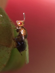 Herodotia subatriventris