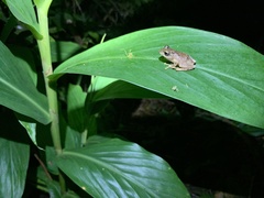 Kurixalus idiootocus