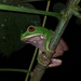 Lovely Leaf Frog - Photo (c) Oscar Enciso, some rights reserved (CC BY-NC), uploaded by Oscar Enciso