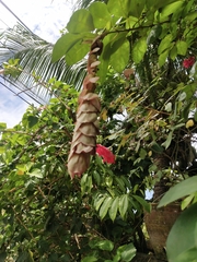 Gmelina philippensis
