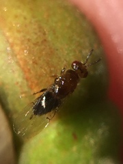 Herodotia subatriventris