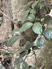 Psychotria serpens