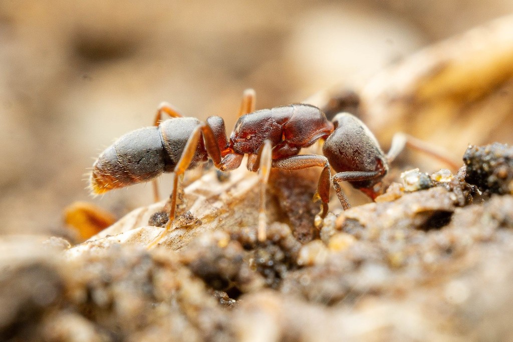 Granulate mini-ponerine ant