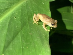 Kurixalus idiootocus