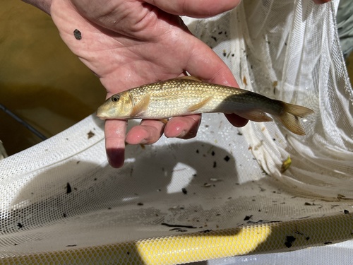 Alabama hog sucker (Hypentelium etowanum) — Catostomidae — 3