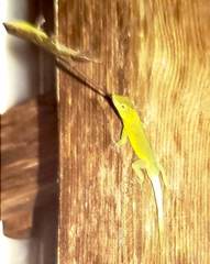 Anolis grahami