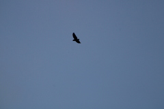 Amazona albifrons