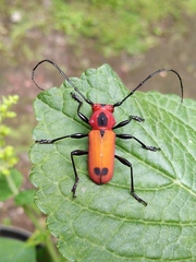 Euryphagus maxillosus