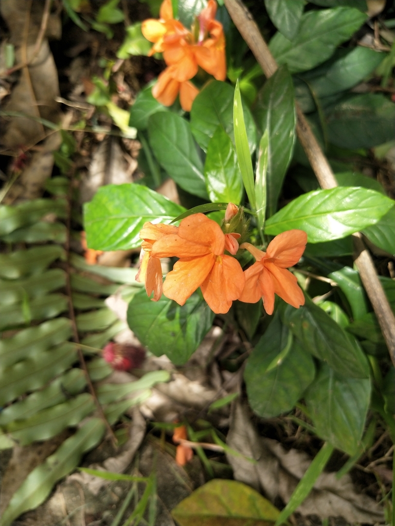 Crossandra infundibuliformis, Davao City, PH-DS, PH