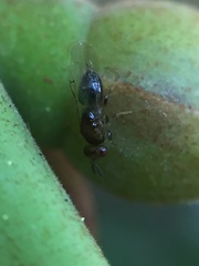 Herodotia subatriventris