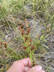 Rhynchospora fascicularis