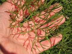 Lomatium suksdorfii
