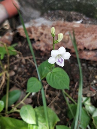 Asystasia intrusa