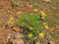 Lomatium suksdorfii