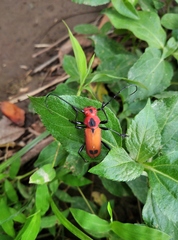 Euryphagus maxillosus