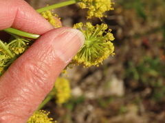 Lomatium suksdorfii