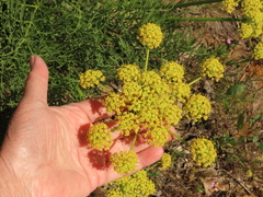 Lomatium suksdorfii