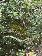 Christella acuminata