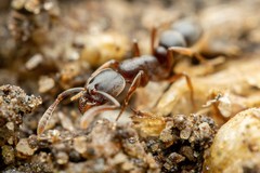 Hypoponera opaciceps