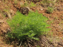 Lomatium suksdorfii