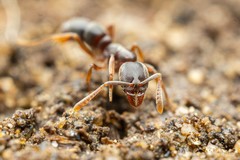 Hypoponera opaciceps