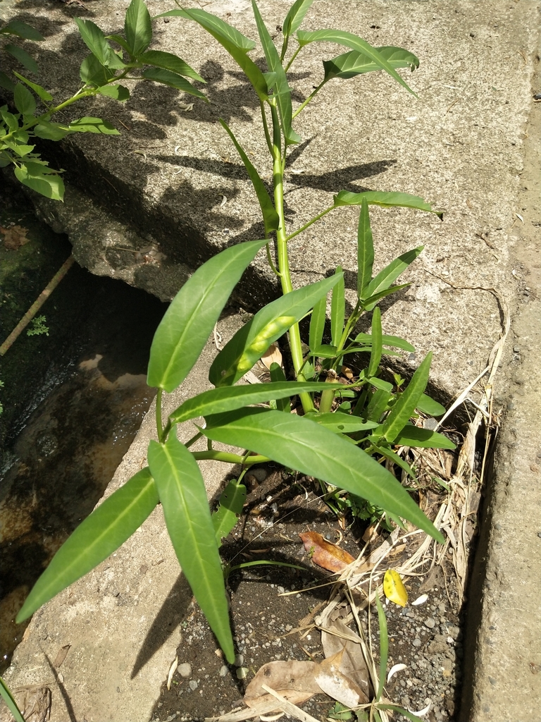 Ipomoea aquatica, Davao City, PH-DS, PH