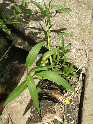 Ipomoea aquatica