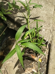 Wasserspinat (Ipomoea aquatica): Herkunft und Verwendung — Foto 2