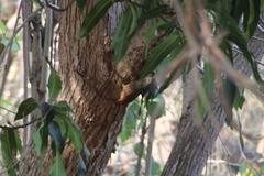 Xiphorhynchus flavigaster