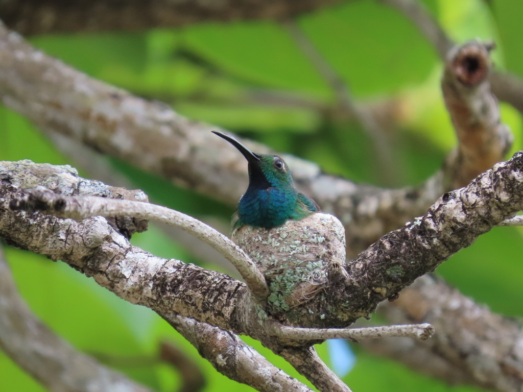 Green-breasted Mango from Guanaja, Guanaja, Islas De La Bahía, HN on ...