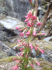 Gentianella weberbaueri