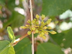 Frangula obovata