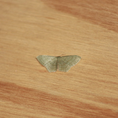 Dithecodes deaurata