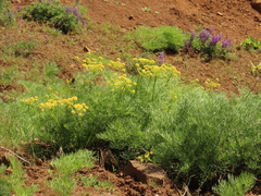 Lomatium suksdorfii