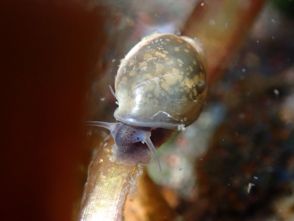 Acute Bladder Snail from Waimalu, HI, USA on April 08, 2022 by Nathan ...