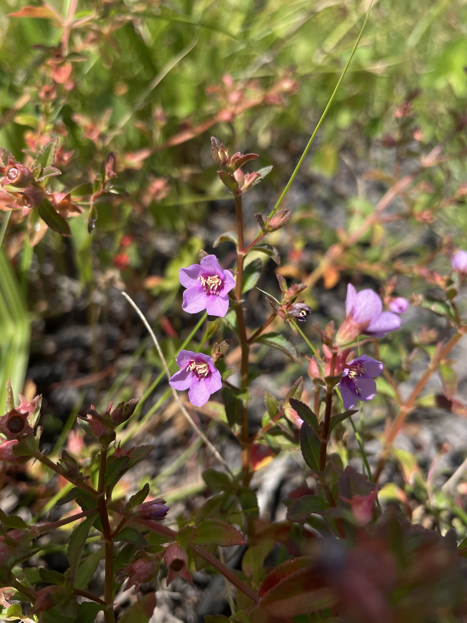 Acisanthera quadrata Juss. ex Poir.