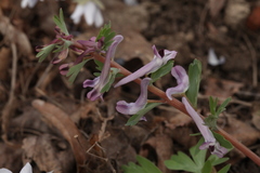 Corydalis integra